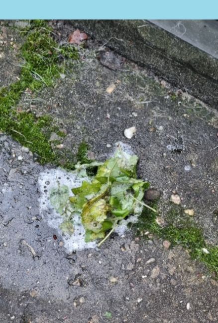 20241118_153751 blauw.jpg