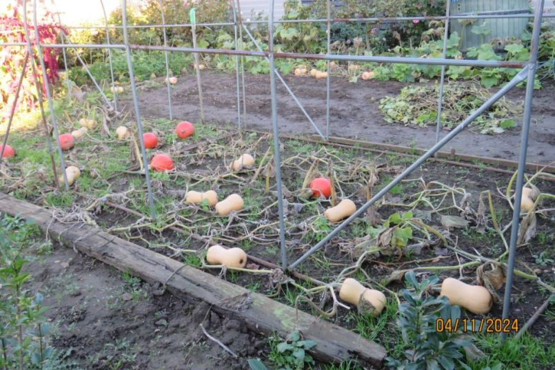 pompoen24_1.thumb.JPG.3b27b465d2c47ea9776e2e48cf6dec86.JPG