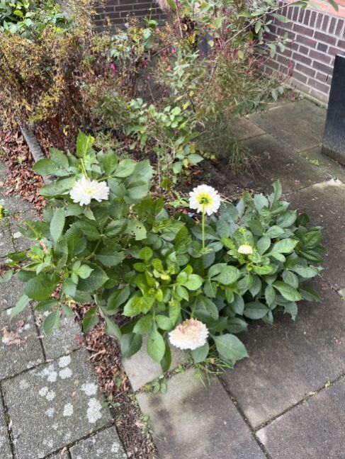 thumbnail_image2(2).thumb.jpg.41a409b307d8149a6262b5be81193c86.jpg