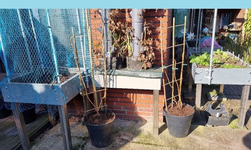 20250307_143443 blauw.jpg