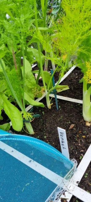 21 juni heel mooi 2.jpg