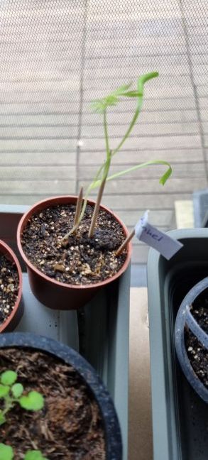 25 april schiet uit.jpg