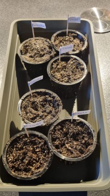 5 april voorgezaaid.jpg