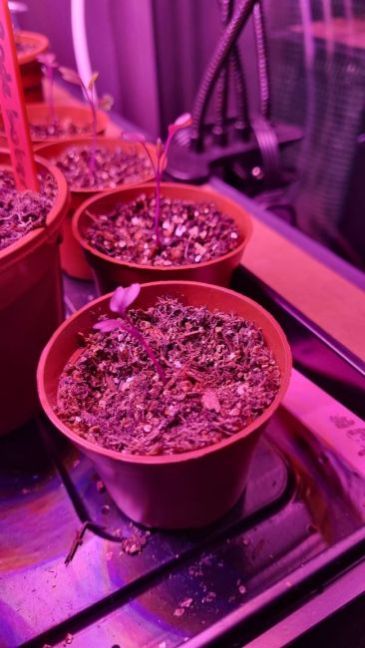 In kleine potjes 1.jpg