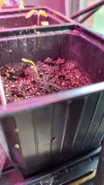 In zaai- en stekgrond gezet.jpg