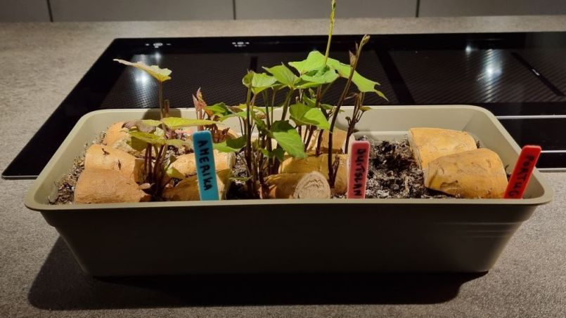 Zoete aardappel 1.jpg