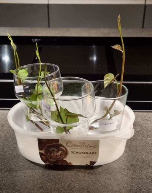 Zoete aardappel 2.jpg