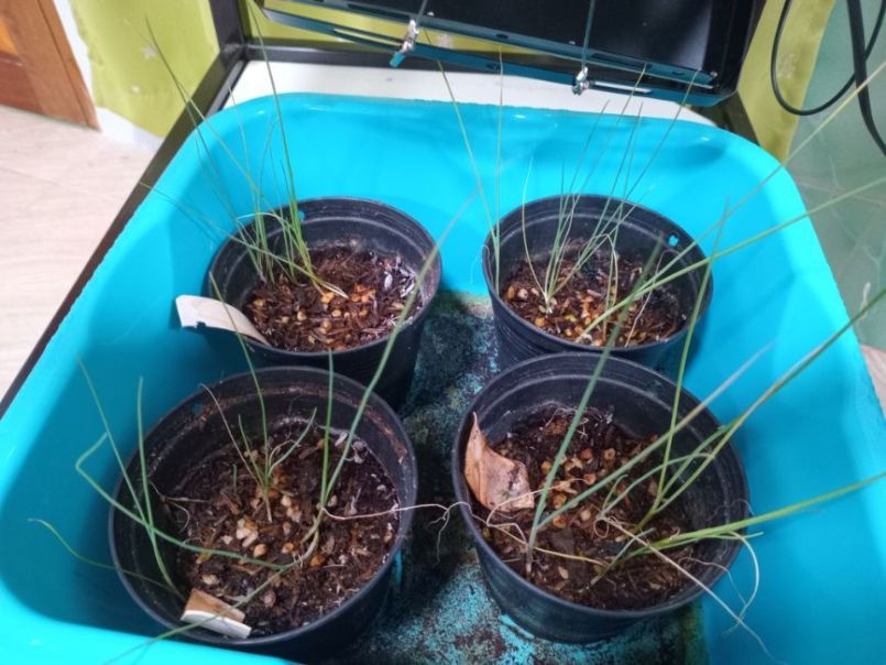 prei zaden kweek.jpg