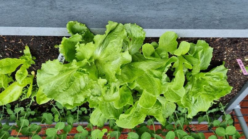 Andijvie 18 april.jpg