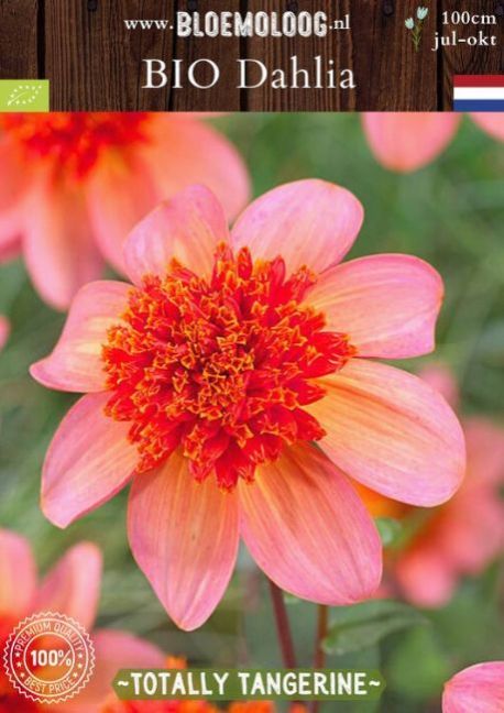 DahliaTotallyTangerine.jpg