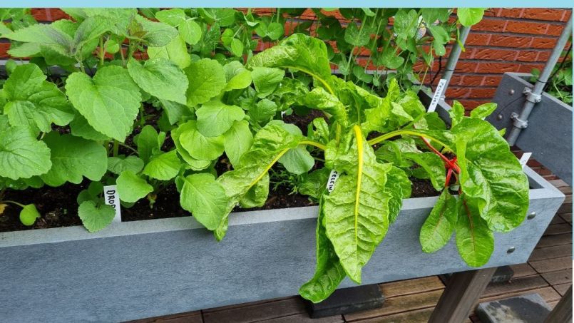 Na regenbui nu oogsten blauw.jpg