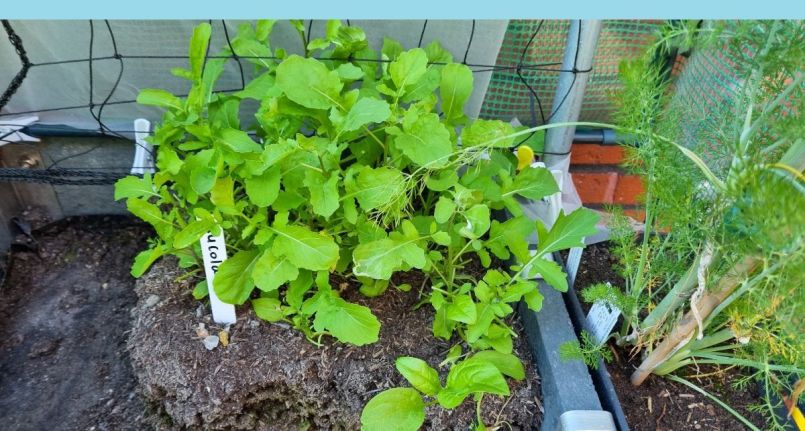 Rucola geoogst blauw.jpg