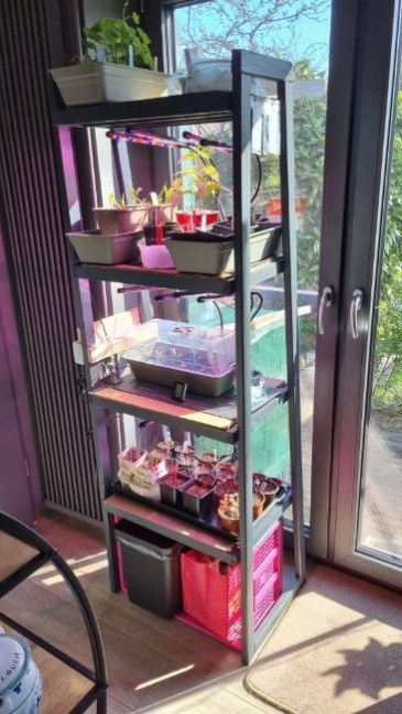 Tomatenslungels 2.jpg