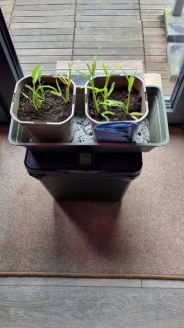 Waterspinazie voor raam.jpg