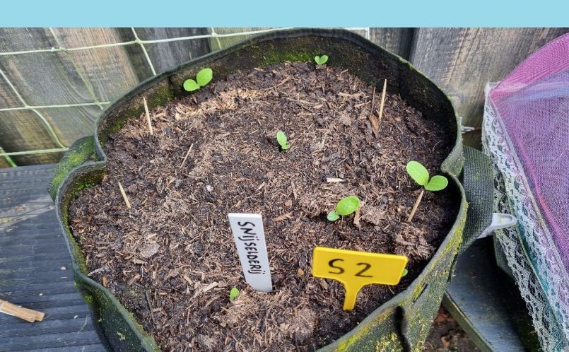 Zaait zich overal uit.jpg