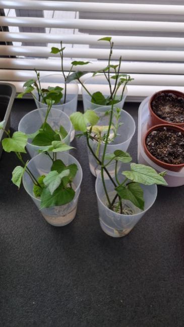 zoete aardappel 3.jpg