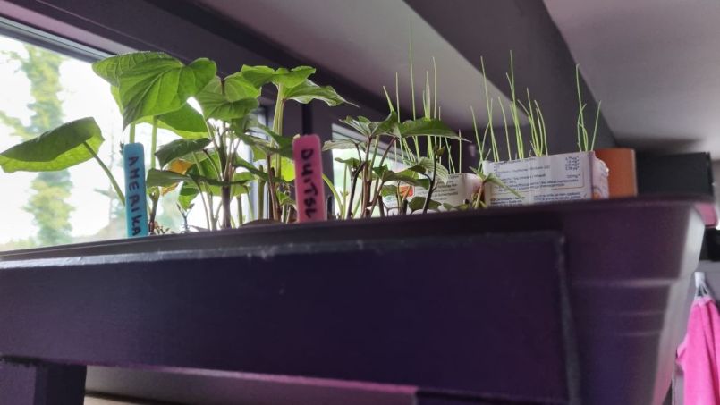 zoete aardappel 4.jpg