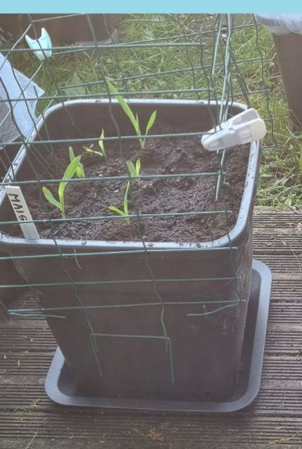 20250502_181355 ingekort.jpg