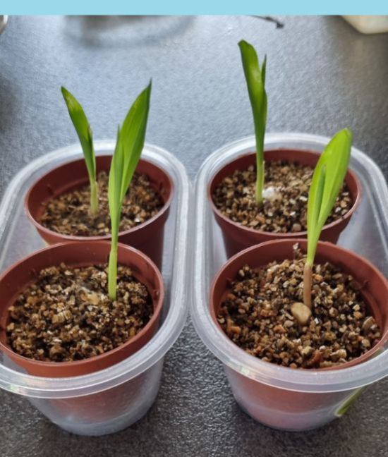 20250503_111159 blauw.jpg