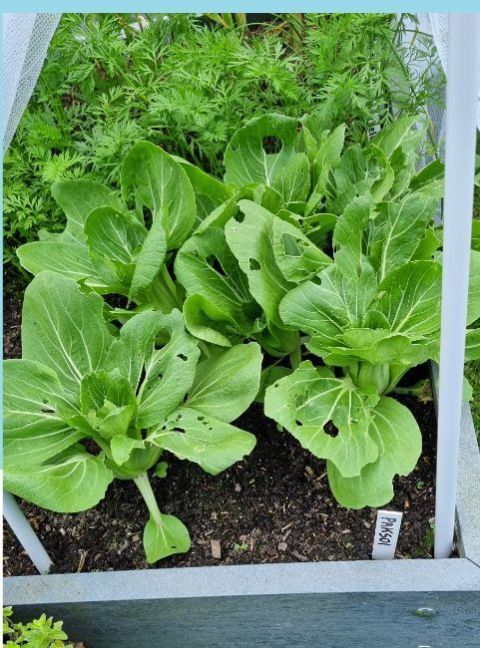 20250530_162115 blauw.jpg