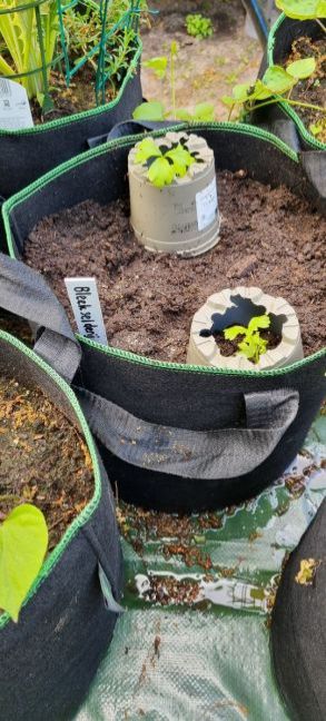 20 mei in de W13 gezet.jpg