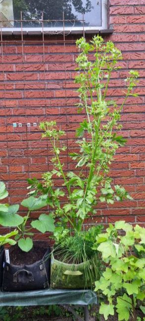 7 juni bleekselderij.jpg