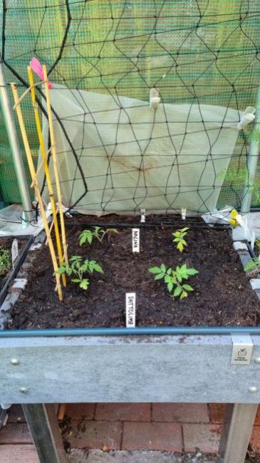 Eerste tomaten.jpg