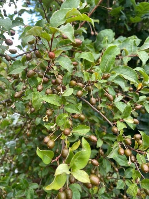 Elaeagnus multiflora tjokvol mei 2025.jpg