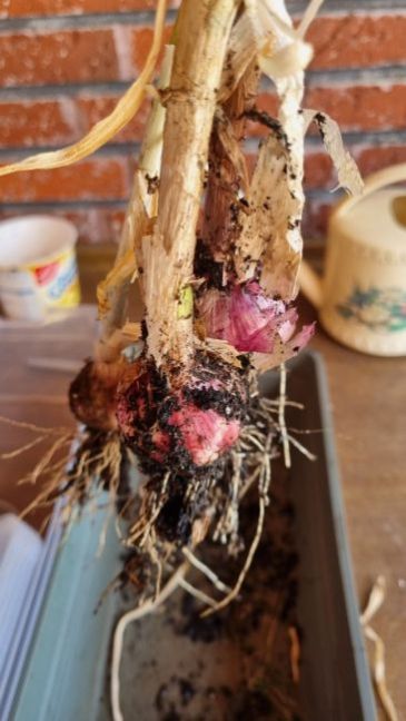 Knoflook bij uien.jpg