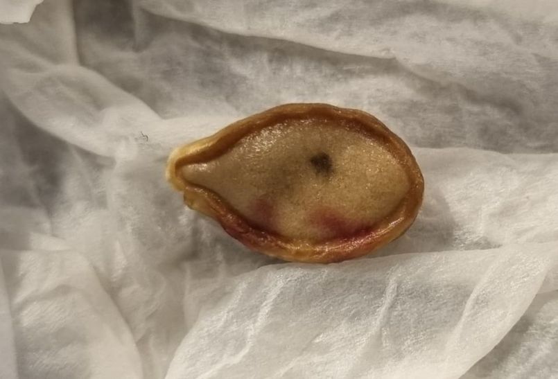 Pompoen met groene stip.jpg