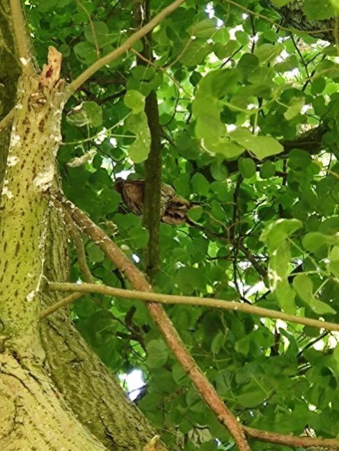 Ransuil in Linde.jpeg