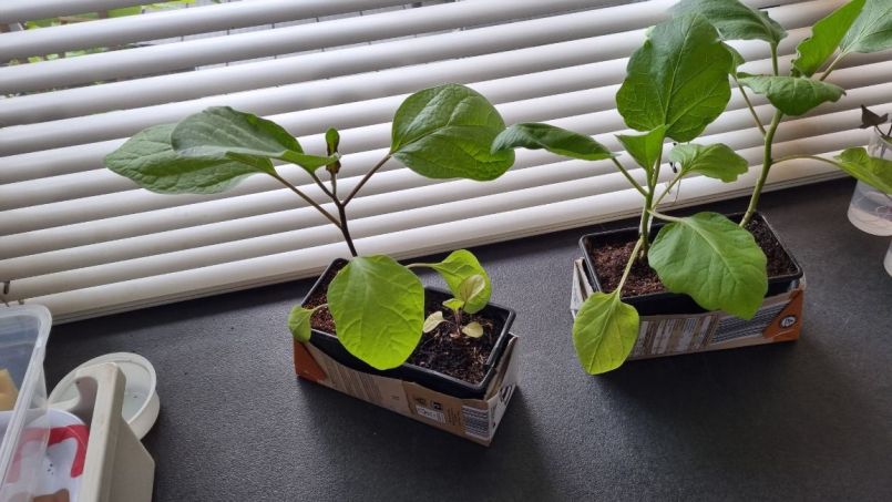 aubergine groot en klein.jpg