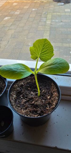 courgette.jpg