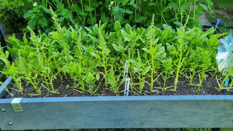 spinazie in bloei.jpg