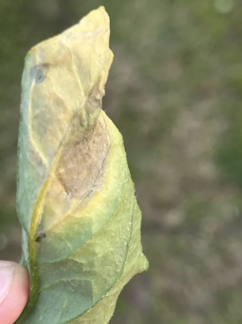 13-6  Phyto, vraagteken.png
