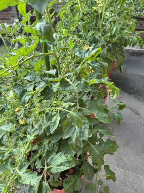 19-6 - Tomaten 1.jpg
