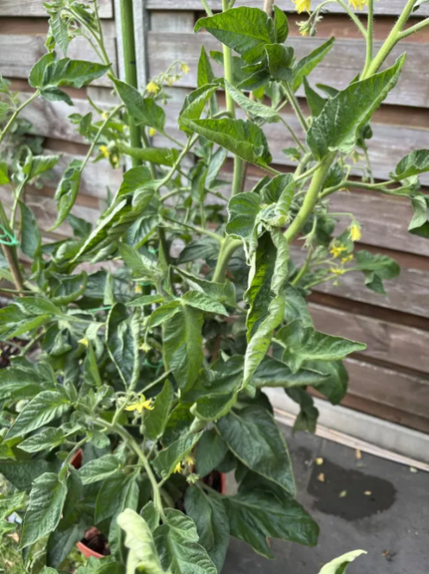 19-6 - Tomaten 2.png