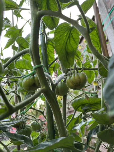 19-6 - Tomaten 3.png