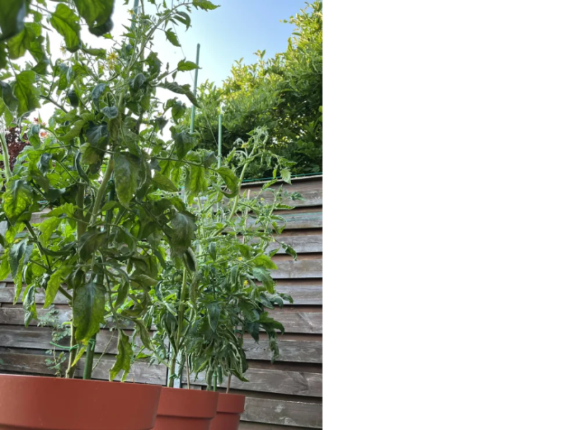 19-6 - Tomaten 4.png
