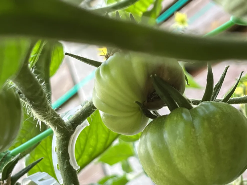19-6 - Tomaten 5.png
