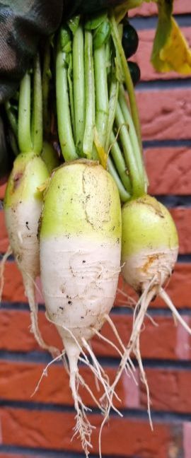 19 juli geoogst 1 verkleind.jpg