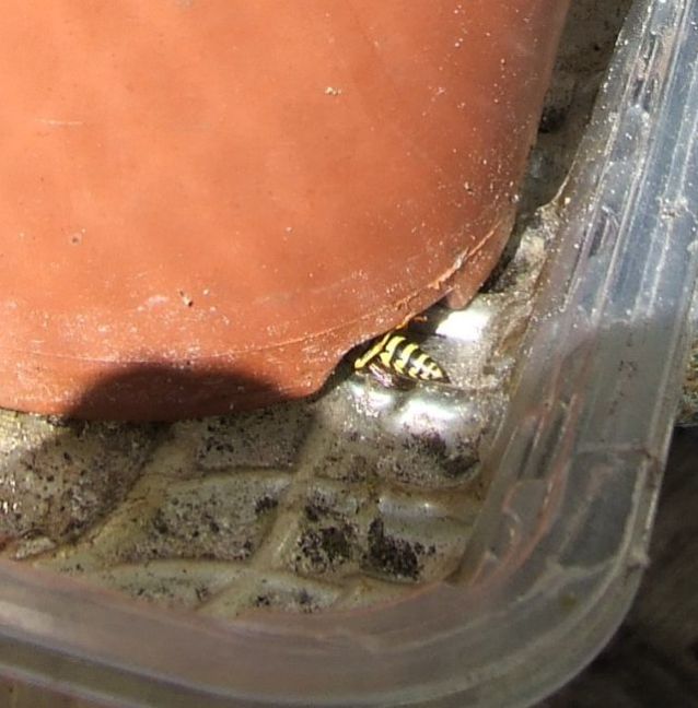 2025-06-20_Franse veldwesp drinkt ondersteboven.JPG