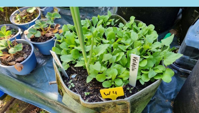 20250509_165754 blauw.jpg