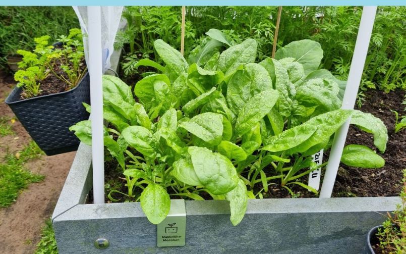 20250604_151935 blauw.jpg