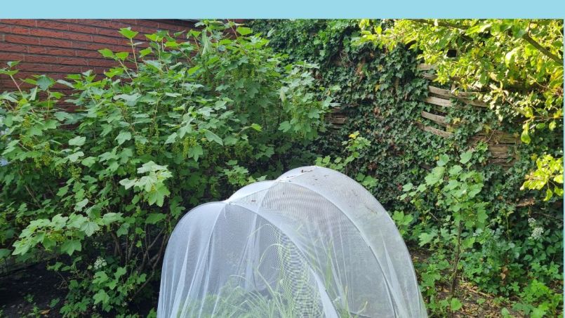 20250606_171958 blauw.jpg