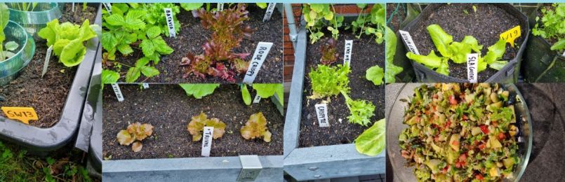 Collage voor forum.jpg