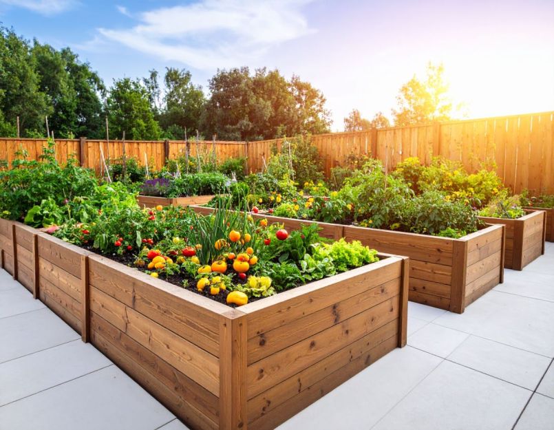 Firefly_vestible garden increased fruit and vegstible production 674834.jpg