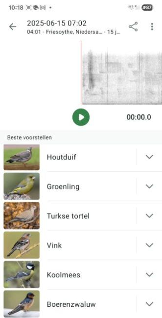Vogels 2.jpg
