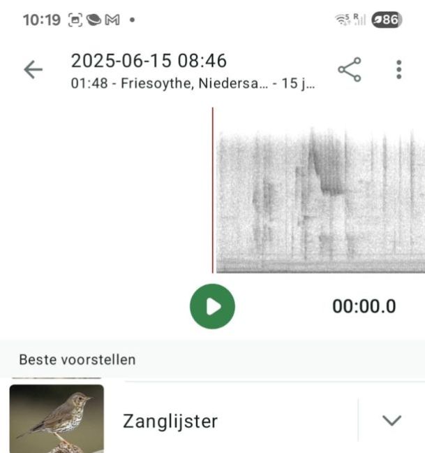 Vogels 4.jpg
