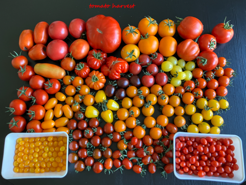 01 Tomaten 2025-07-04 01.png
